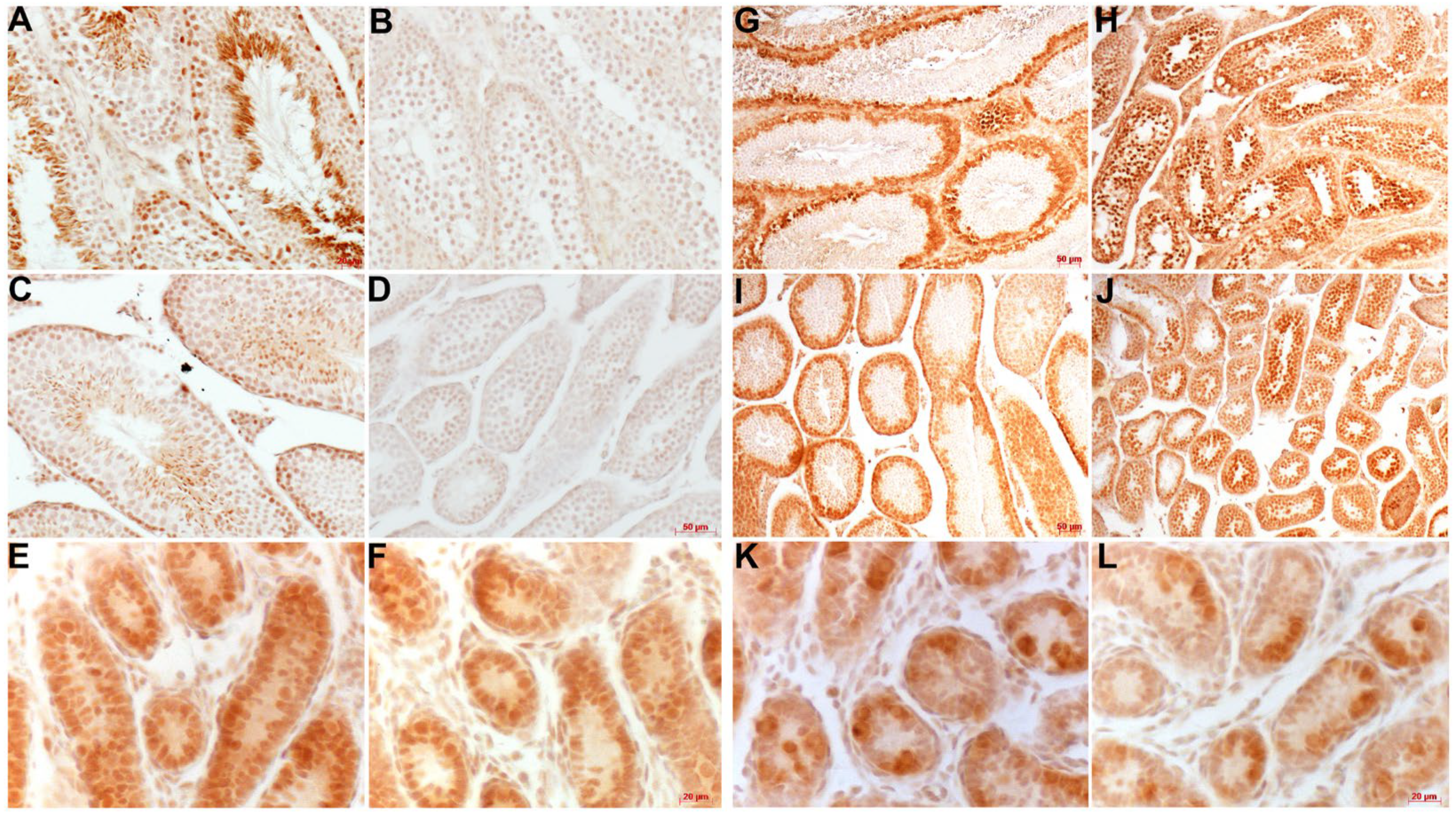 Jdb 12 00032 g003 Jdb 12 00032 g003