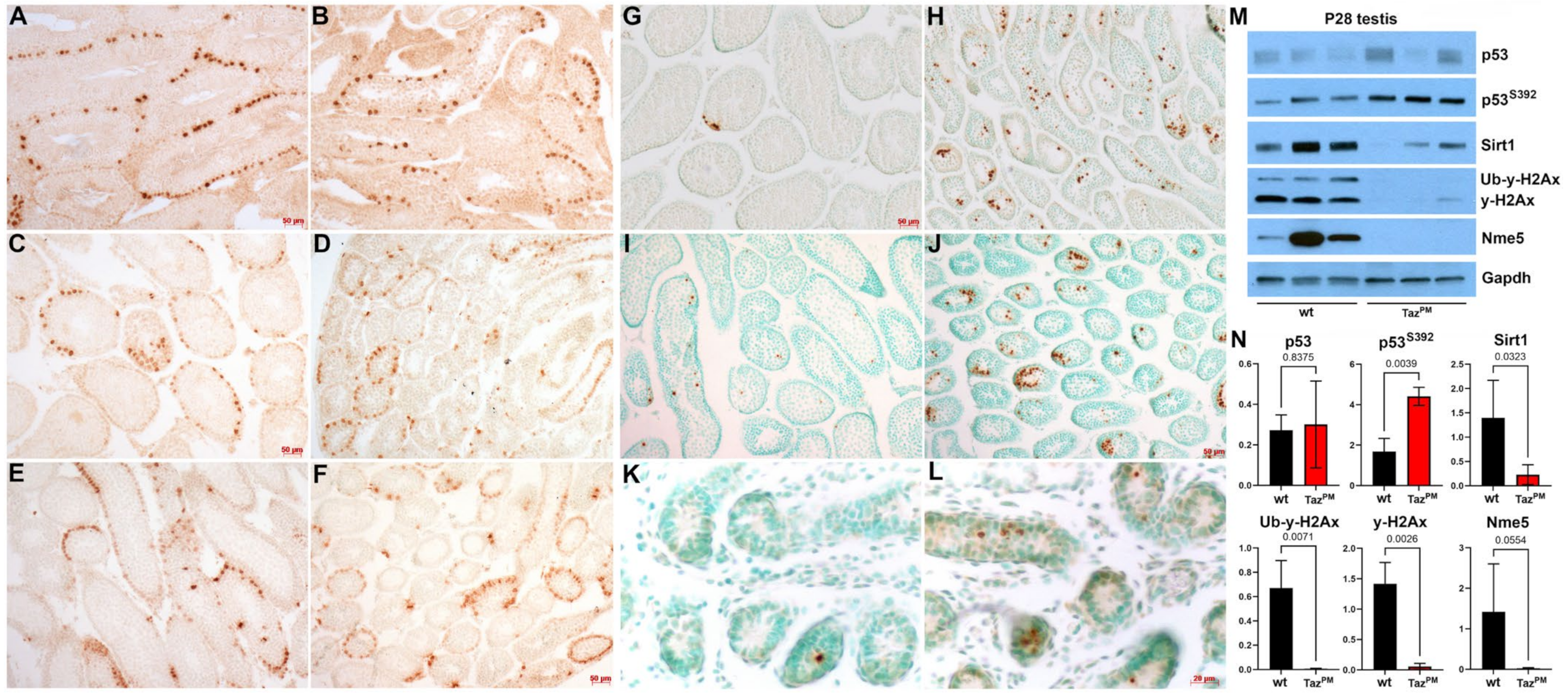 Jdb 12 00032 g006 Jdb 12 00032 g006