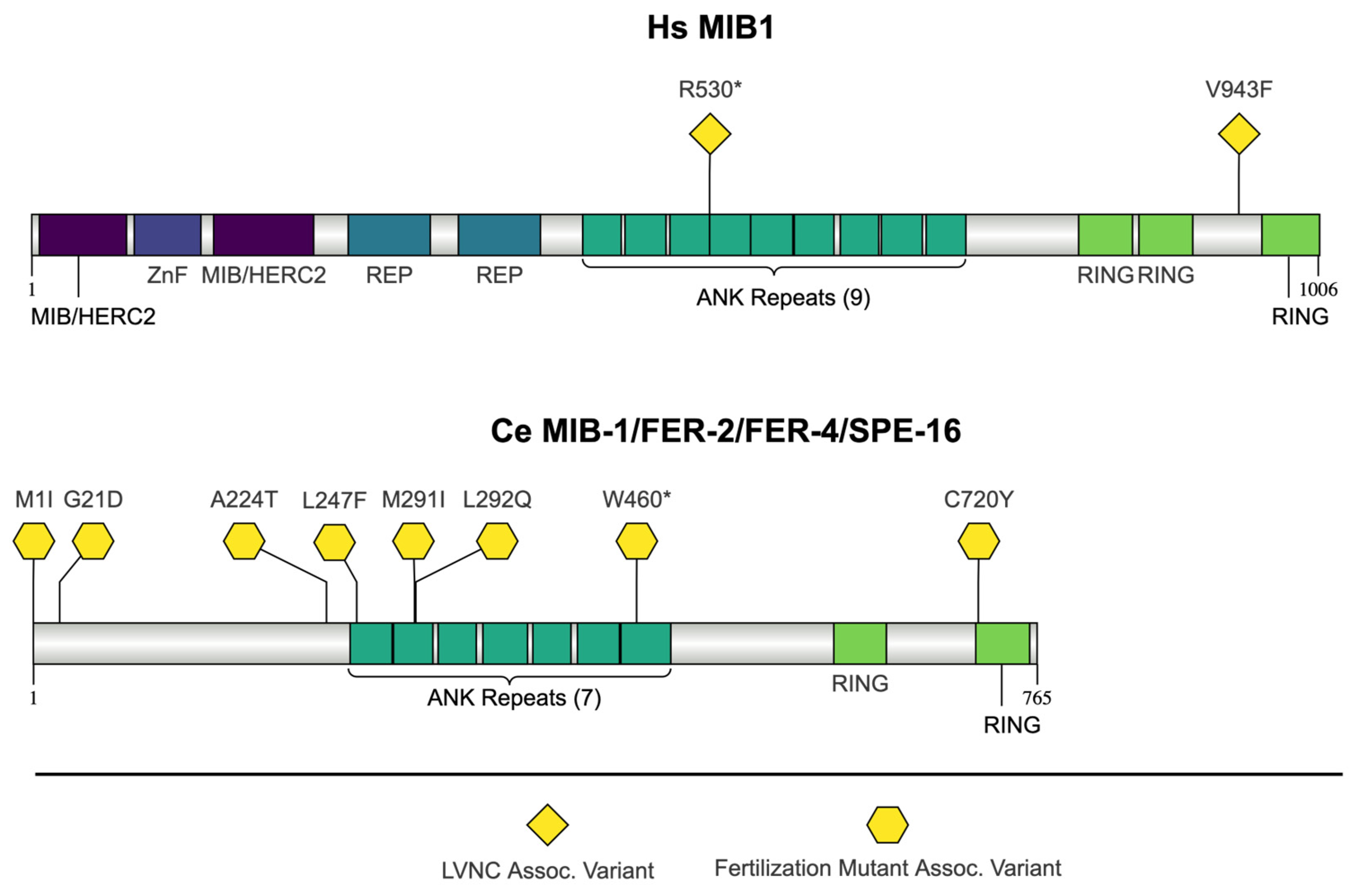 Jdb 13 00004 g003 Jdb 13 00004 g003