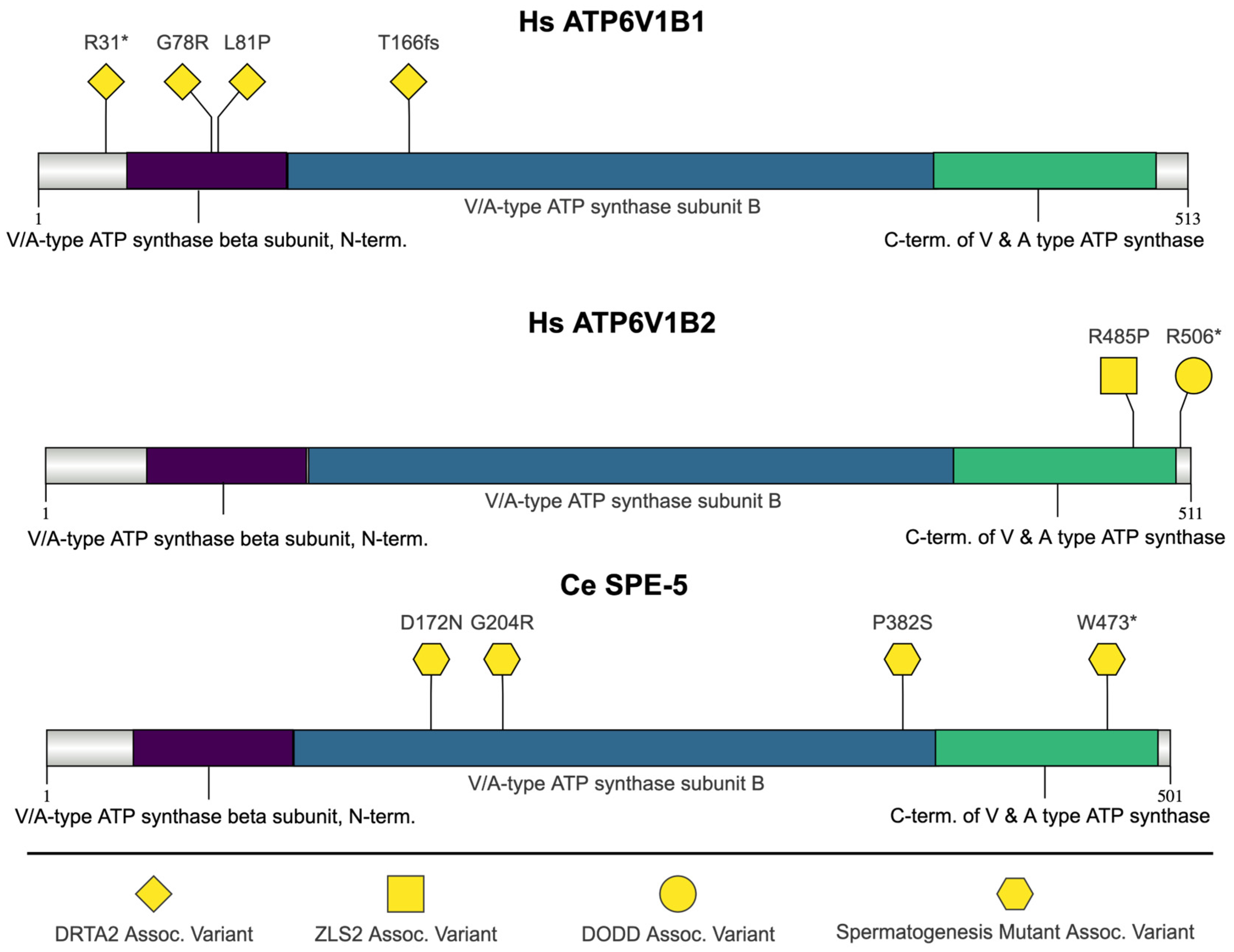 Jdb 13 00004 g004 Jdb 13 00004 g004