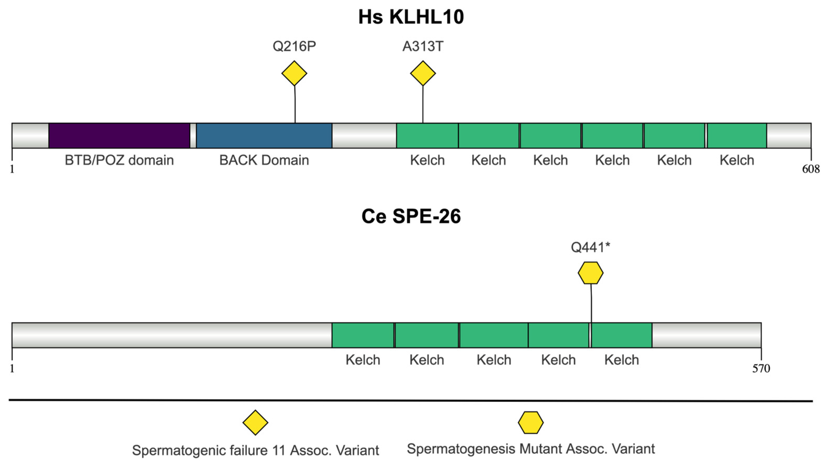 Jdb 13 00004 g007 Jdb 13 00004 g007