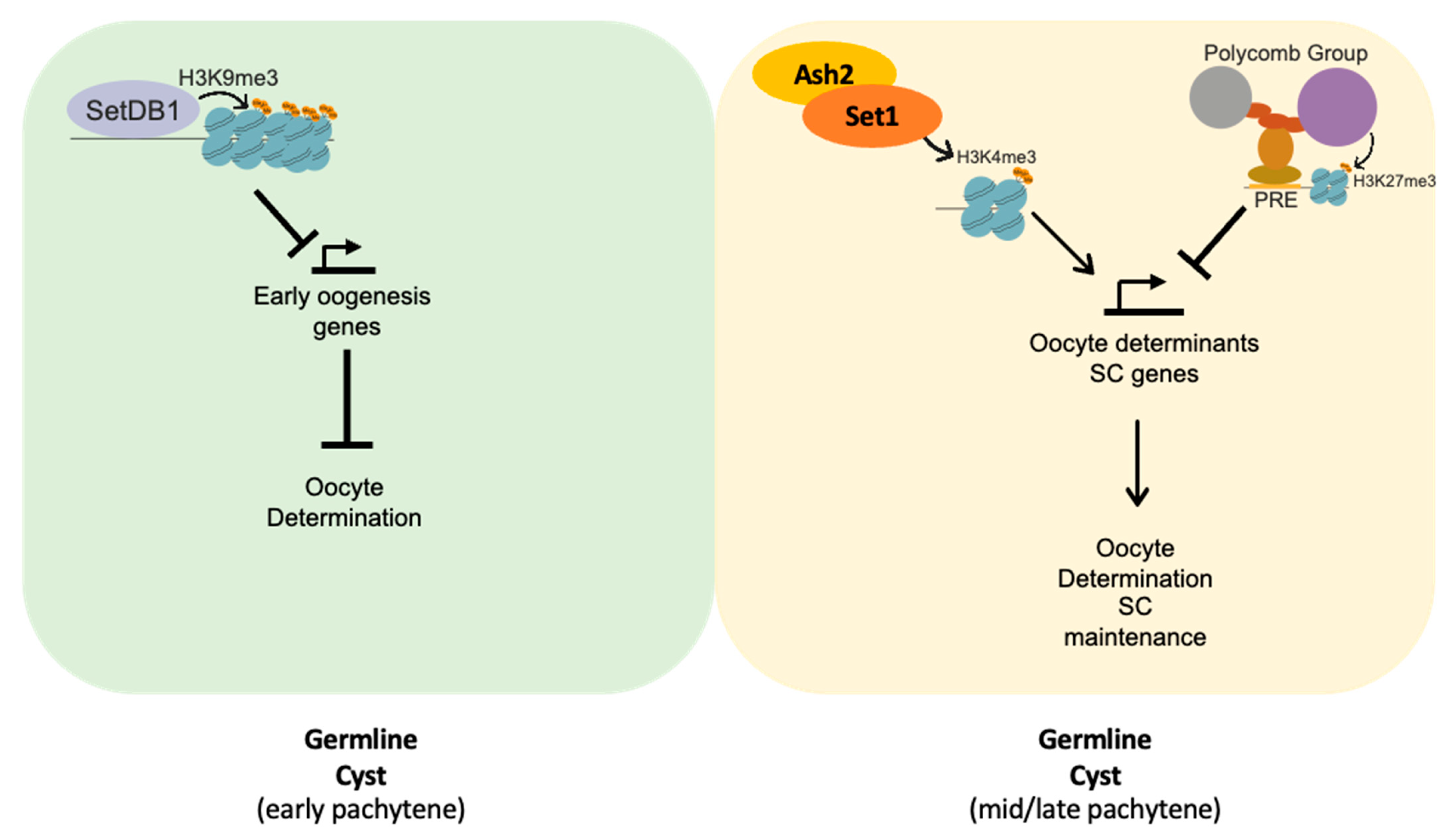 Jdb 13 00030 g006 Jdb 13 00030 g006