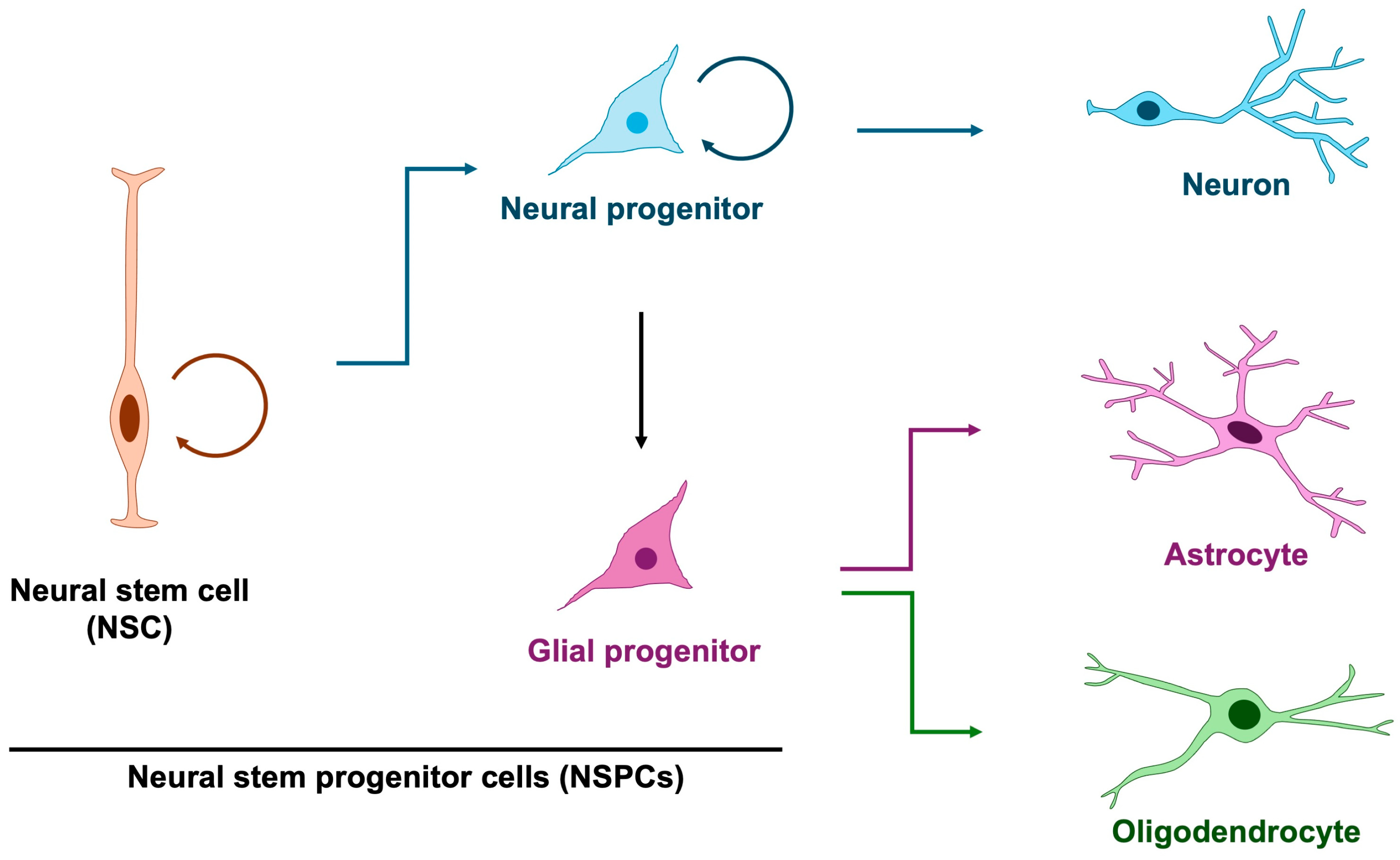 Jdb 13 00040 g001 Jdb 13 00040 g001