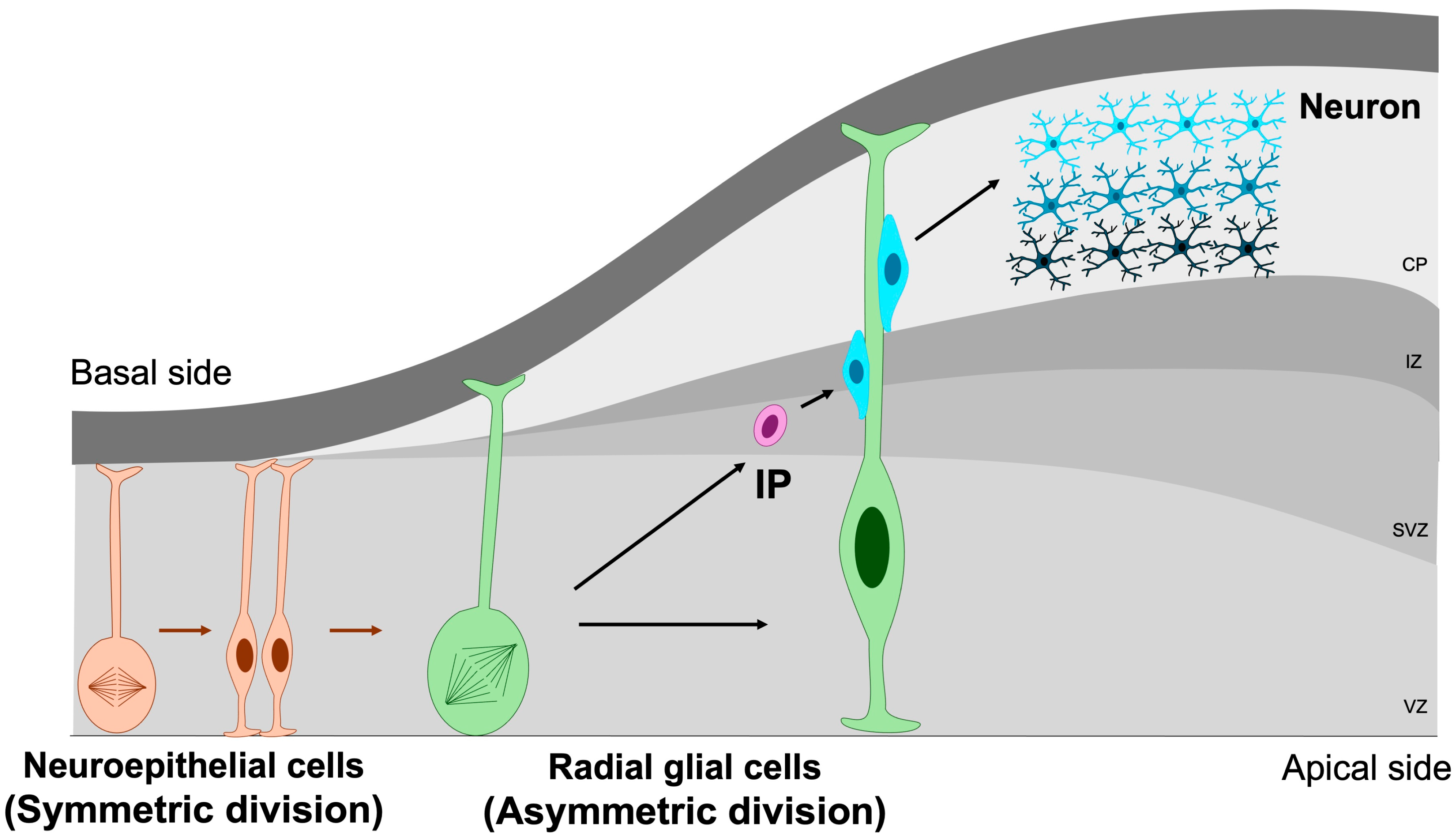 Jdb 13 00040 g003 Jdb 13 00040 g003