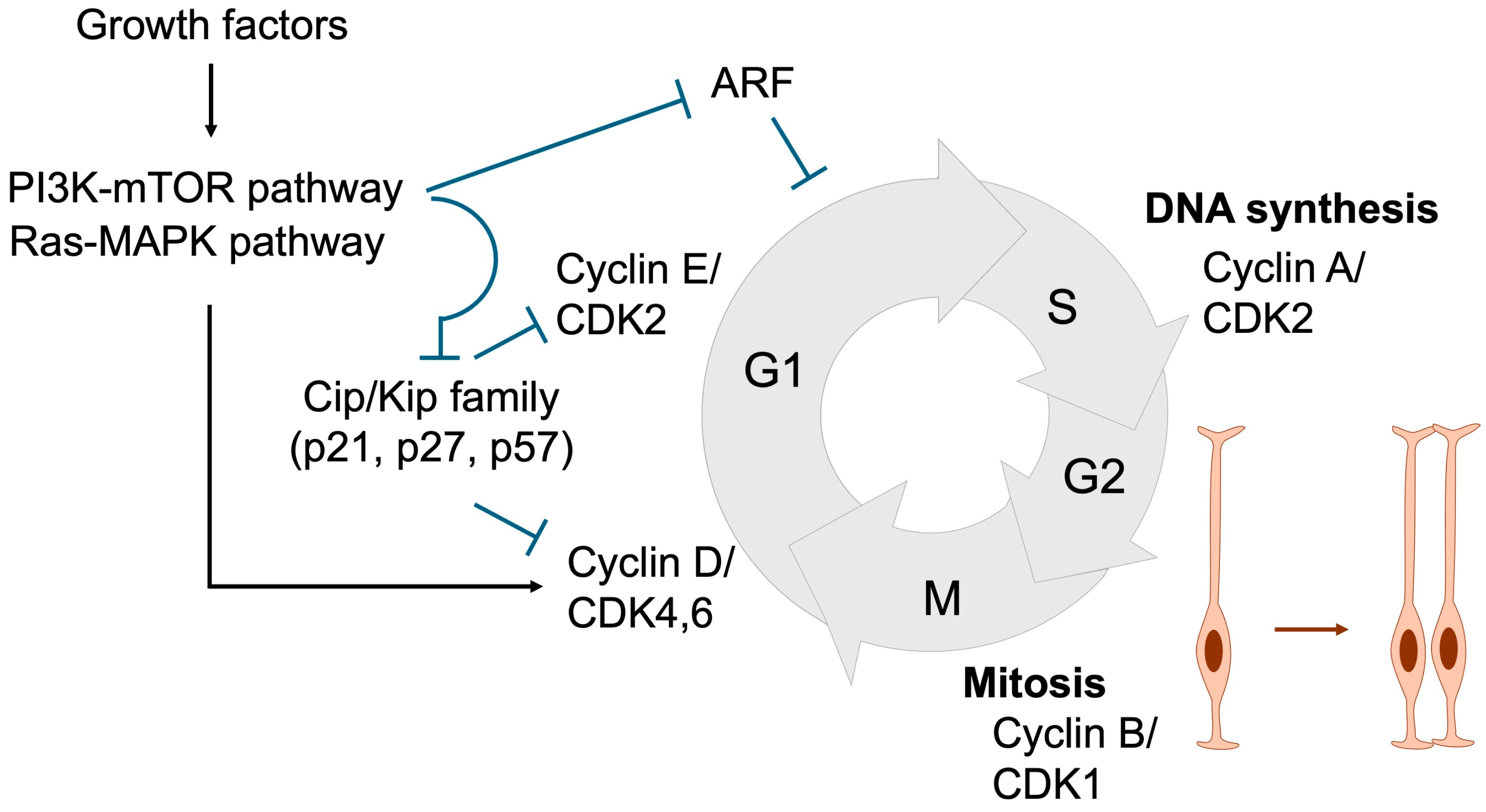 Jdb 13 00040 g005 Jdb 13 00040 g005