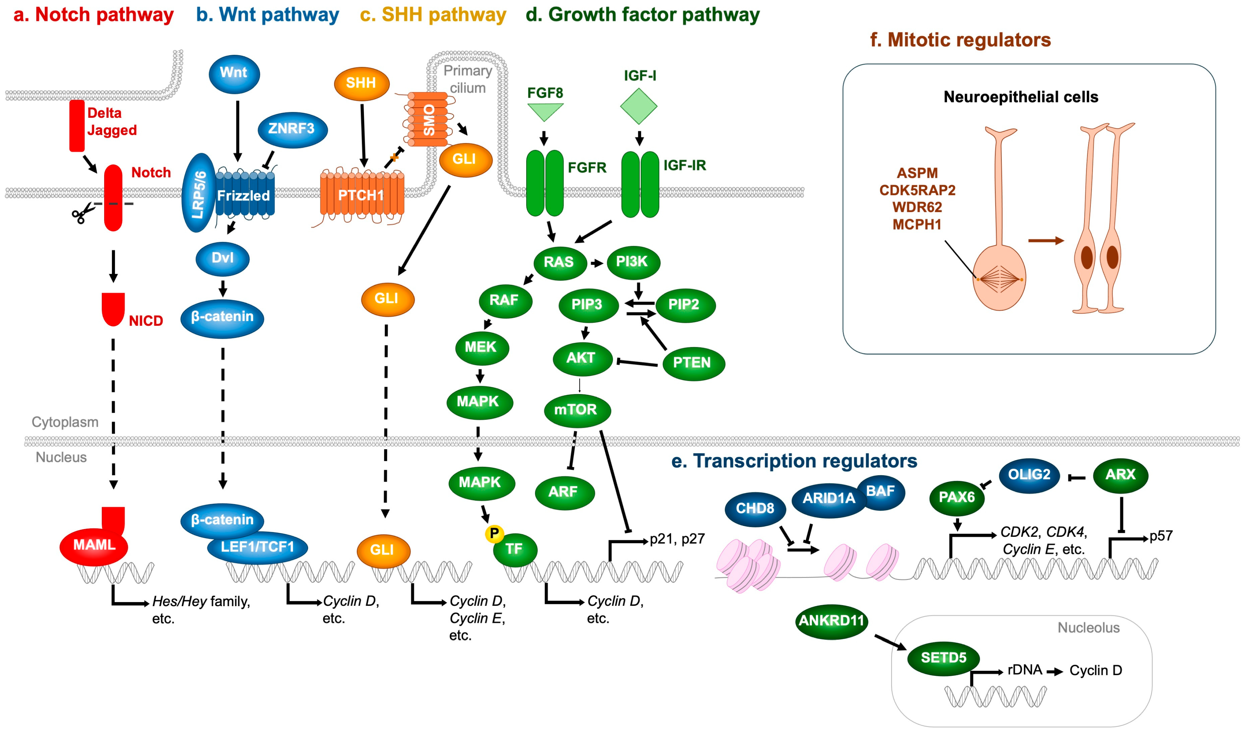 Jdb 13 00040 g006 Jdb 13 00040 g006