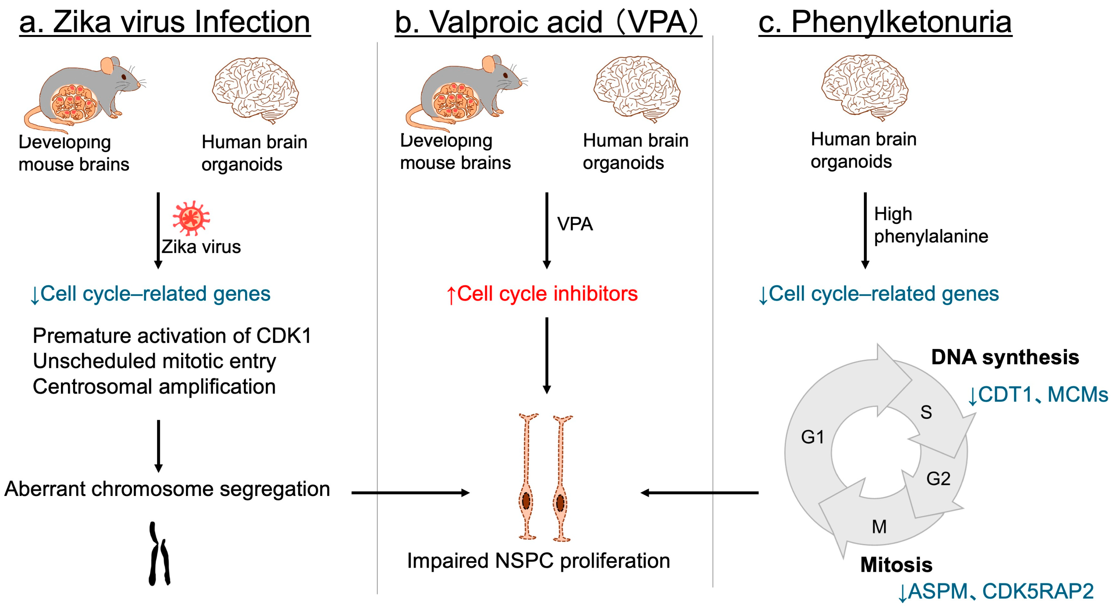 Jdb 13 00040 g007 Jdb 13 00040 g007