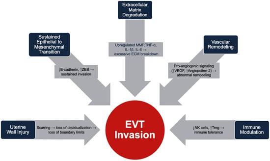 Summary of physiologic changes that promote EVT invasion in Placenta Accreta Spectrum.