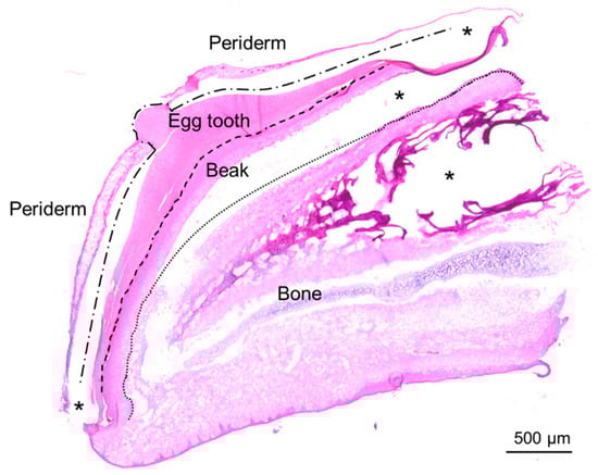 The egg tooth is an epithelial protrusion on the embryonic beak. A section through an upper beak of a chicken at embryonic stage HH44 was stained with hematoxylin and eosin. The compartments of the epithelium are separated by lines. Asterisks indicate open spaces that have appeared during the histological processing of the tissue sample.