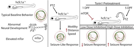 Empirical derivation of a sub-optimal concentration of PTZ. (A,B) Wildtype larvae (5 days post-fertilization) were individually placed in a 48-well dish and acclimated for 1 h at room temperature to the ZebraBox self-contained environment. Individual larvae were monitored for 5 min in dark conditions to obtain a baseline behavior. After recording the baseline behavior, larvae were exposed to pentylenetetrazol (0.001 pM). A representative radar plot was used to analyze all parameters simultaneously. (A). Black lines in the radar plot represent animals that were untreated (no PTZ), and red lines indicate animals that were treated with 0.001 pM PTZ. Representative trace patterns are shown (B). Abbreviations: Rep: Replicate. Representative trace patterns are from 3 independent biological replicates. The total number of animals (48) was obtained from 3 independent replicates.