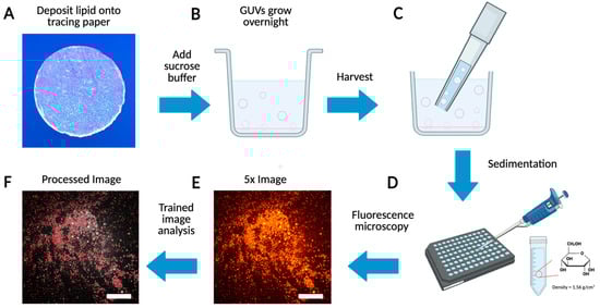 Schematic of GUV preparation, imaging, and processing. (A) Deposit lipid solution onto a cutout circle of tracing paper. (B) Growth and budding of GUVs from the tracing paper in a sucrose solution. (C) Harvest the GUVs using a 1000 μL tip. (D) Sediment GUVs in glucose for 3 h. (E) Obtain a large field of view image of the GUVs using a fluorescent microscope. (F) Processed image using custom AI code.