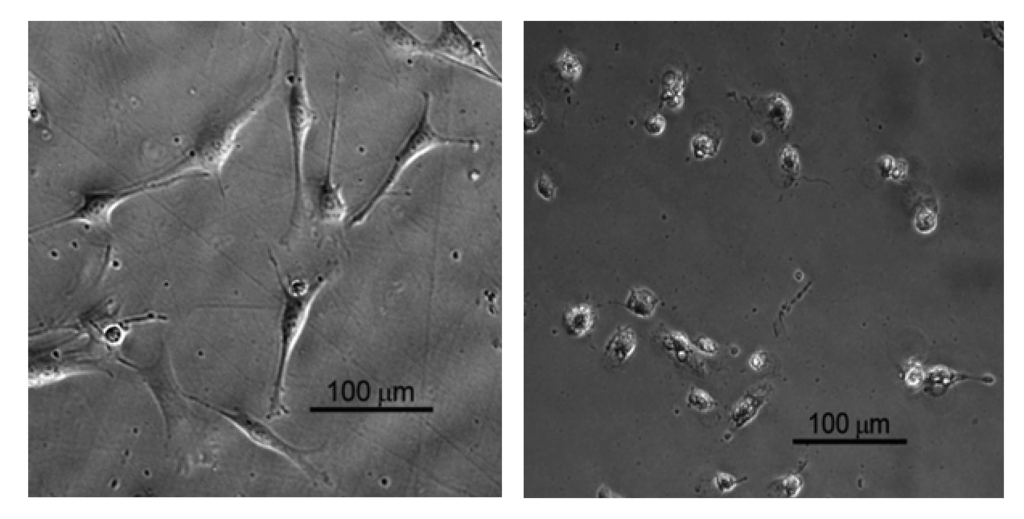 Jfb 02 00271f10 1024