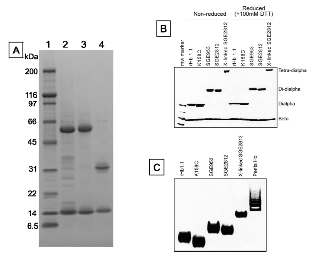 Jfb 03 00061 g003 1024