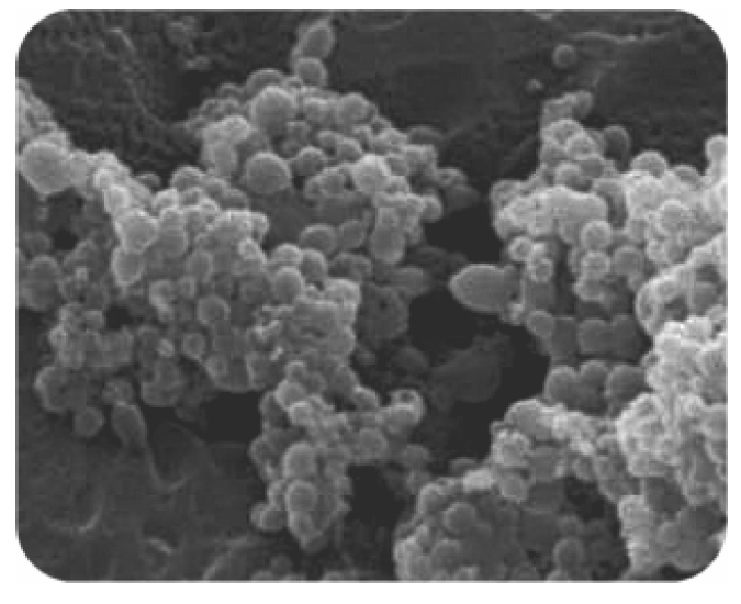 Jfb 03 00079 g005 1024