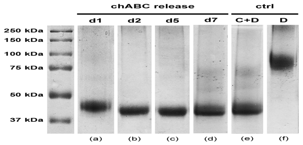 Jfb 03 00199 g004 1024