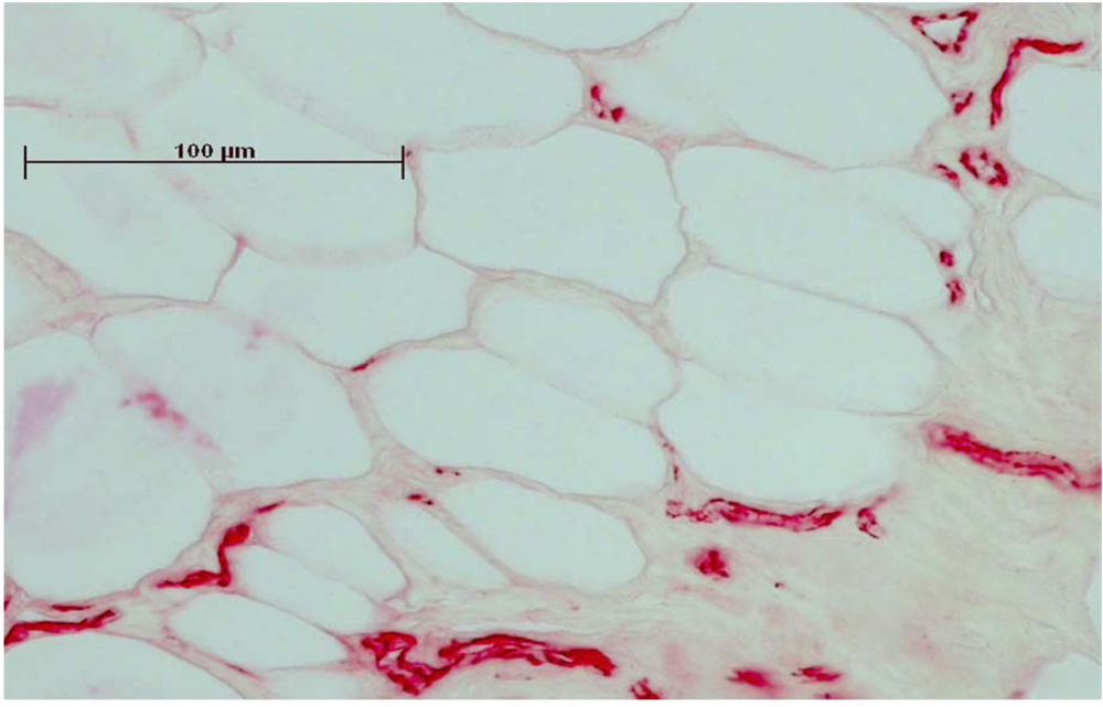 Jfb 03 00313 g002 1024