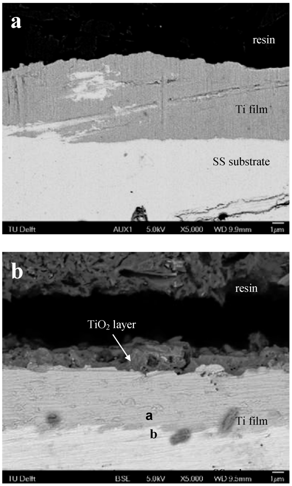 Jfb 03 00349 g005 1024