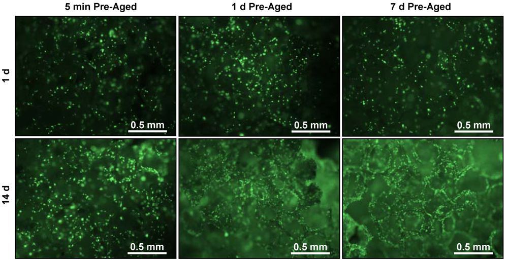 Jfb 03 00372 g004 1024