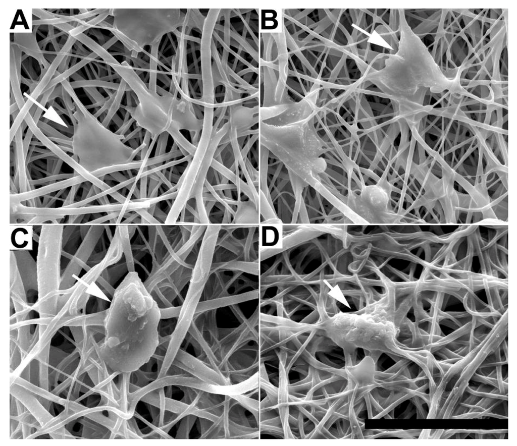 Jfb 03 00497 g004 1024