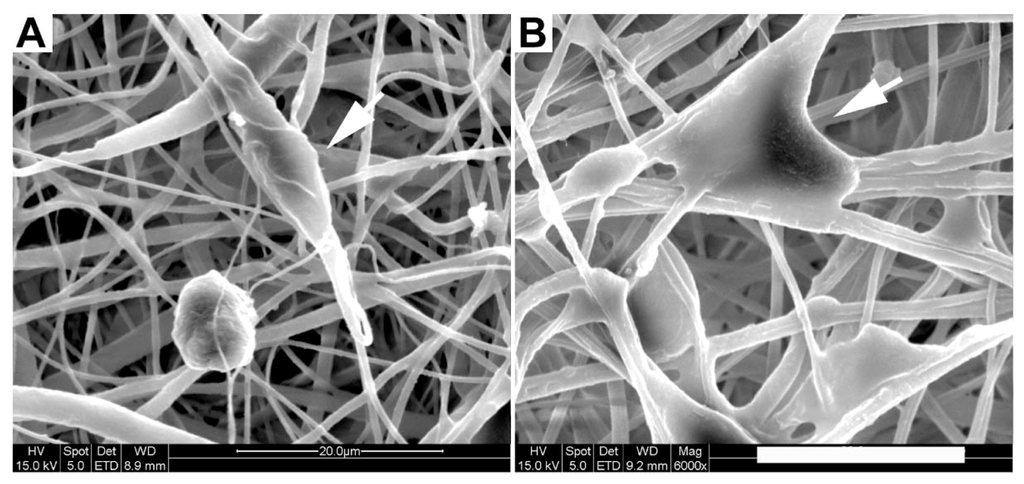 Jfb 03 00497 g006 1024