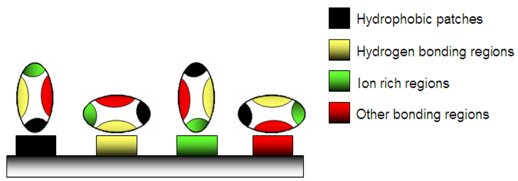 Jfb 03 00528 g002 1024