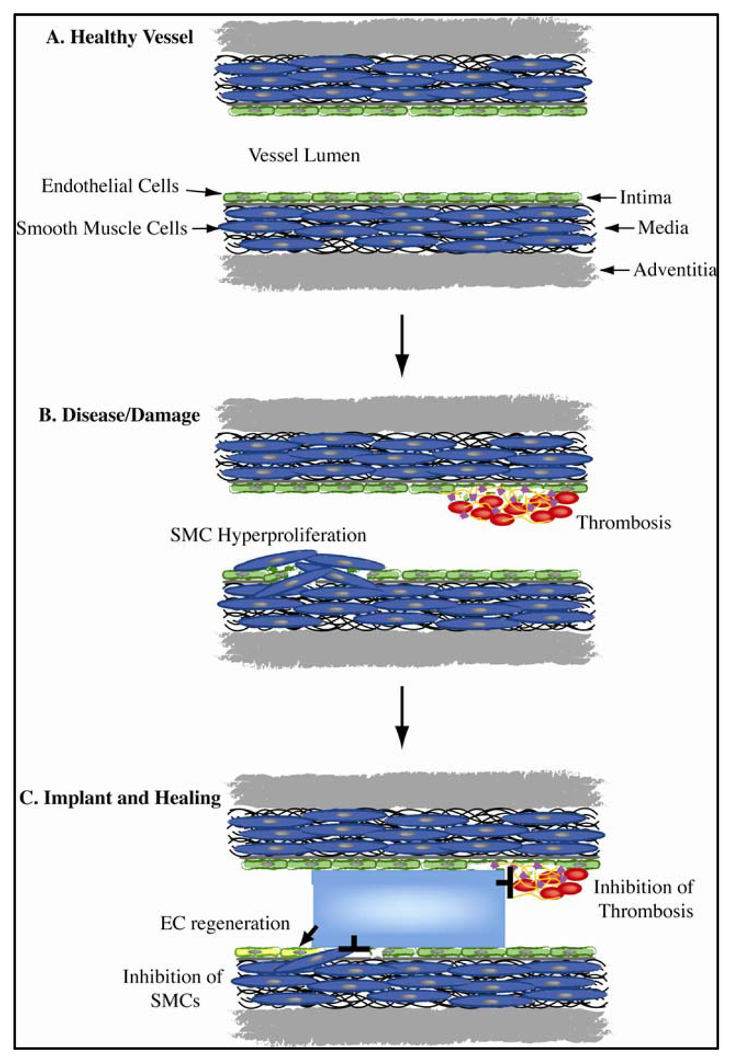 Jfb 03 00569 g001 1024