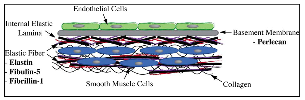 Jfb 03 00569 g002 1024