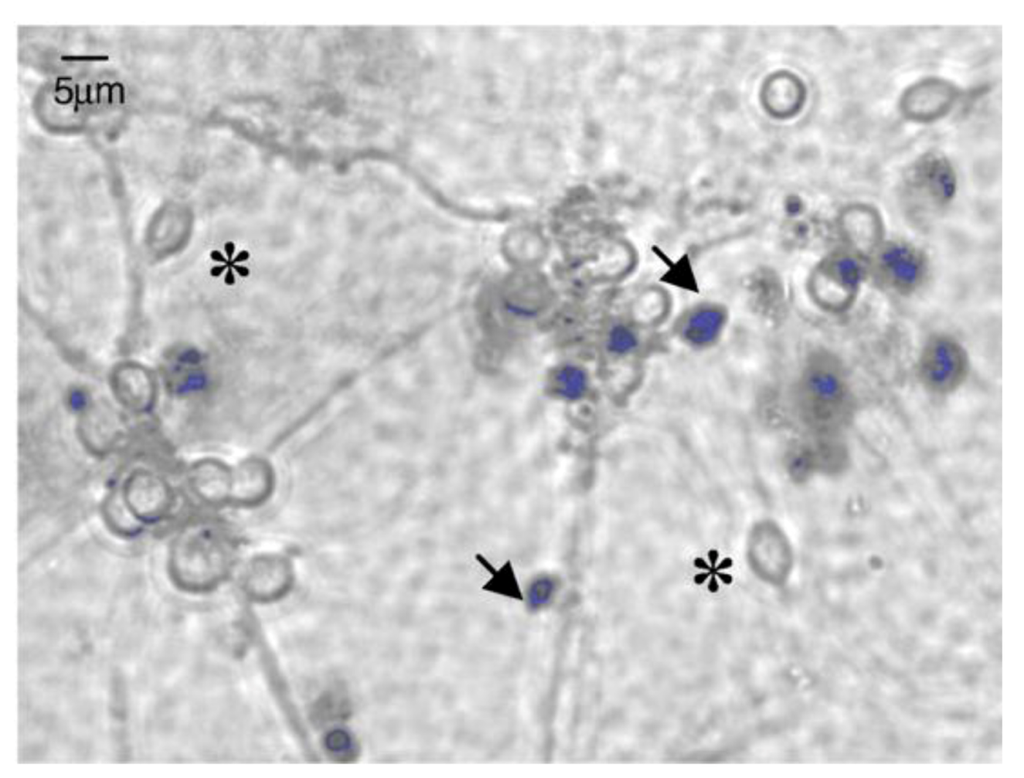 Jfb 03 00615 g003 1024