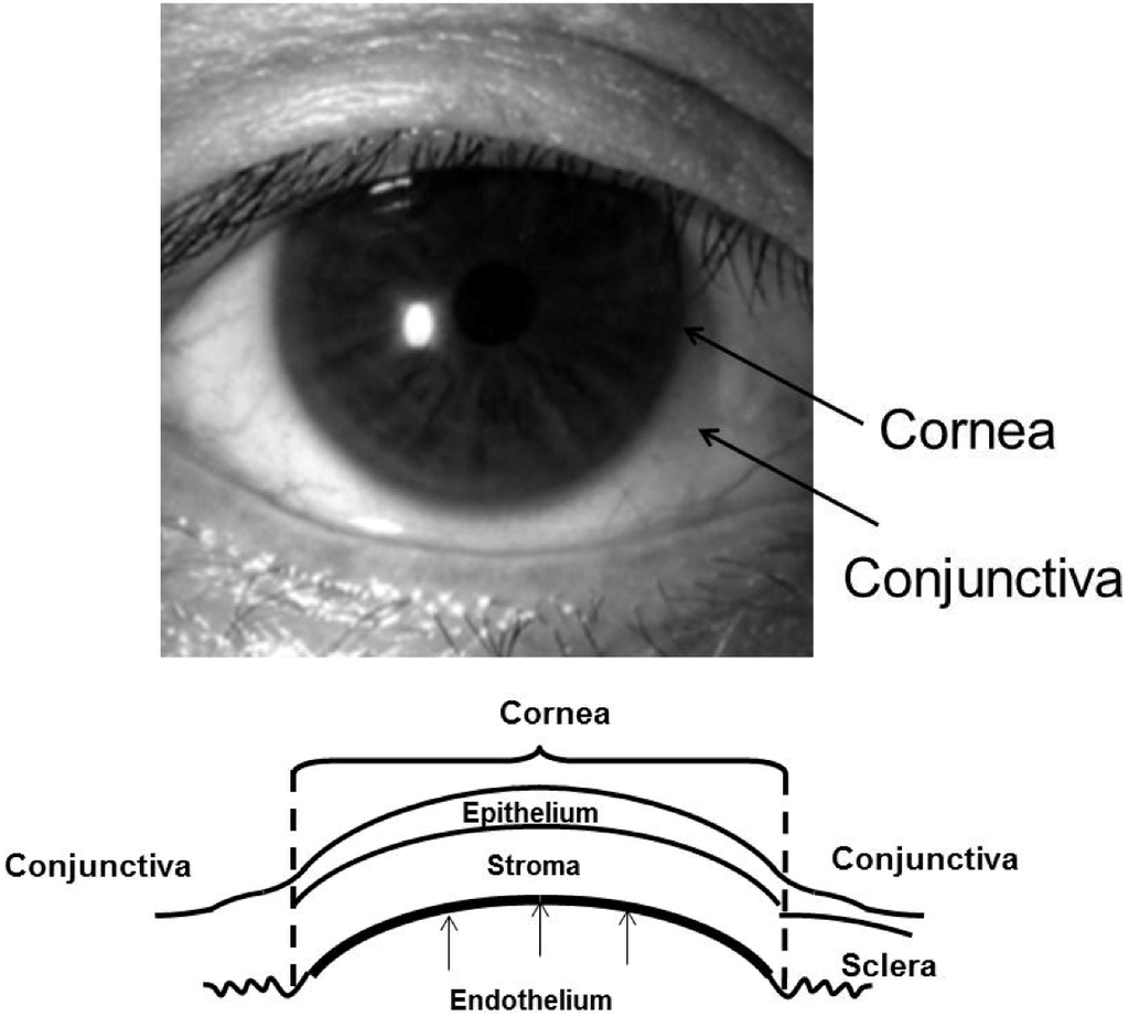 Jfb 03 00726 g001 1024