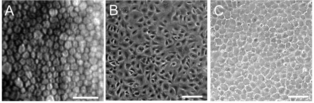 Jfb 03 00726 g002 1024