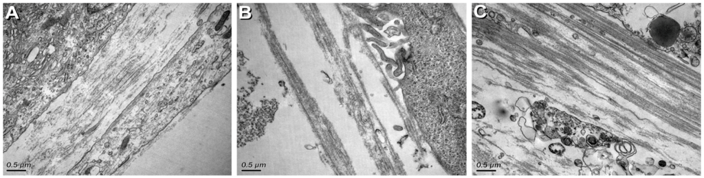 Jfb 03 00760 g002 1024