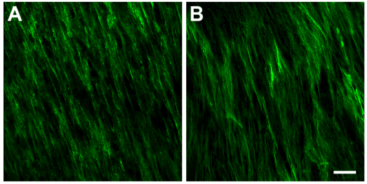 Jfb 03 00760 g003 1024