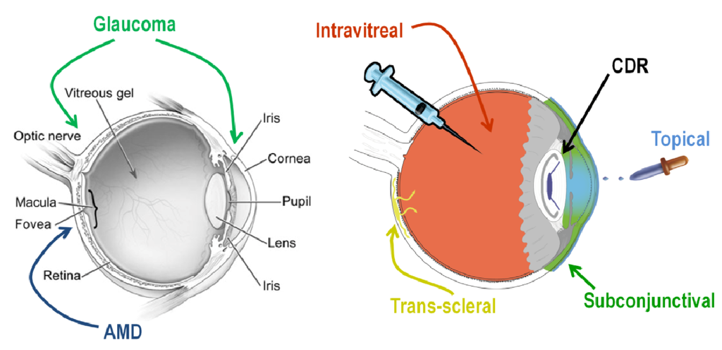 Jfb 04 00014 g001 1024