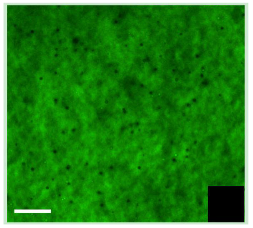 Jfb 04 00162 g003 1024