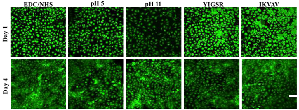 Jfb 04 00162 g005 1024