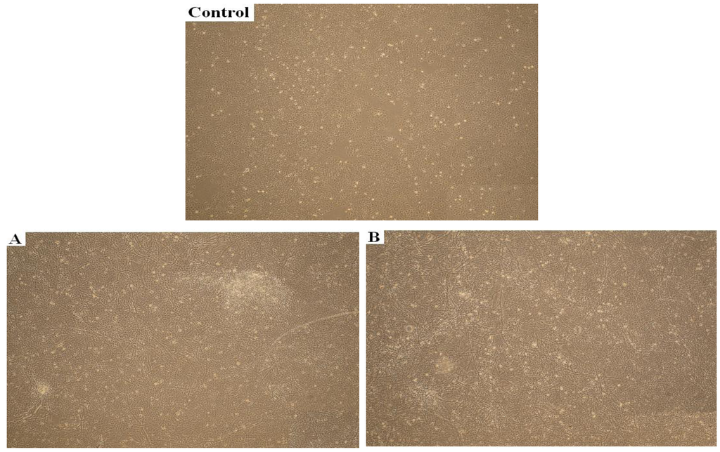 Jfb 05 00043 g006 1024