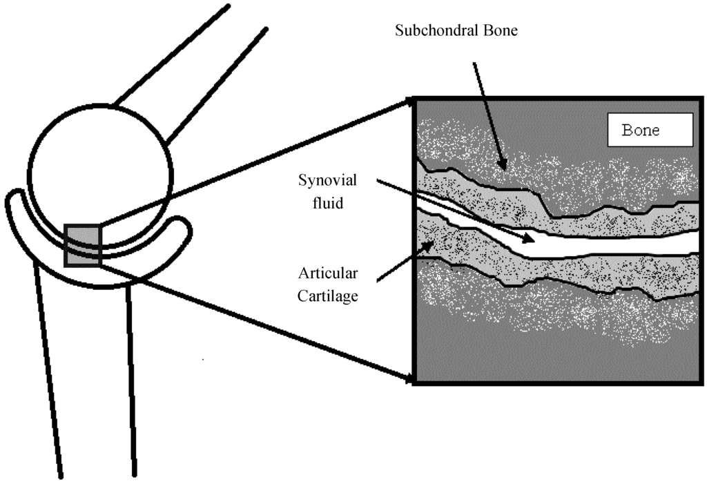 Jfb 05 00078 g001 1024