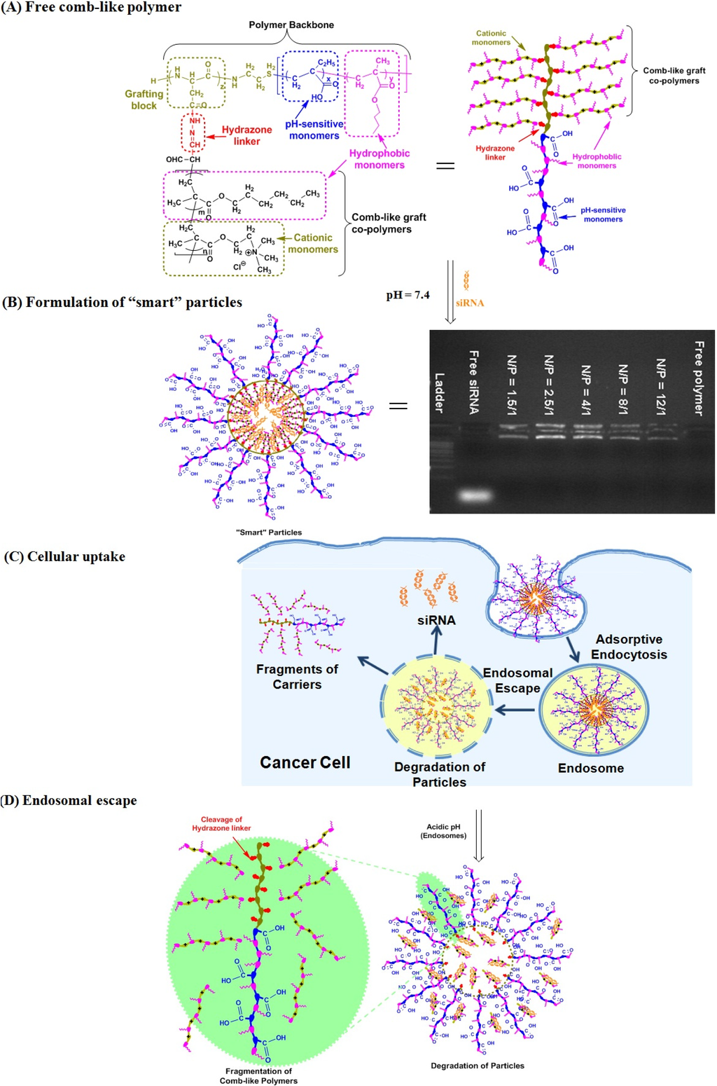 Jfb 05 00167 g006 1024