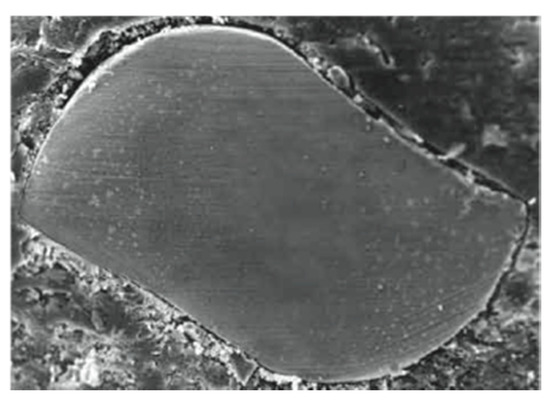 Jfb 06 00066 g004 550