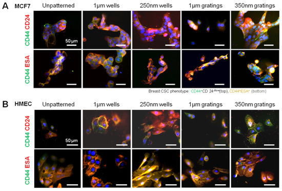 Jfb 06 00241 g002 550