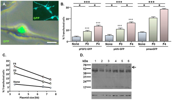Jfb 06 00259 g004 550