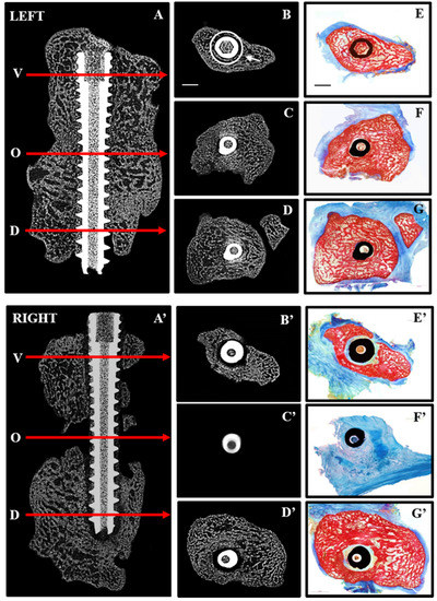 Jfb 06 00407 g003 550