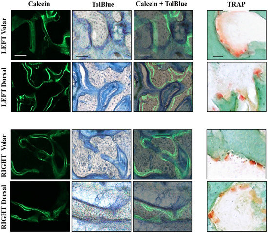 Jfb 06 00407 g005 550