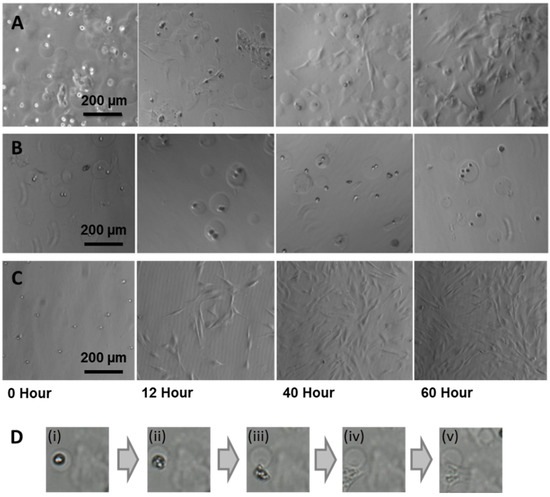 Jfb 06 00439 g005 550