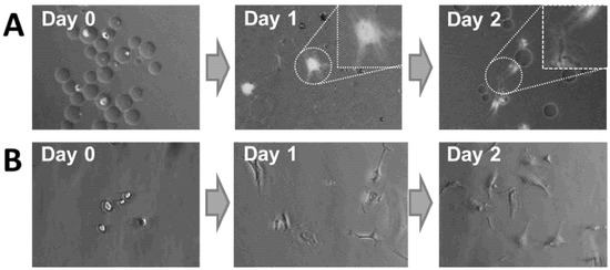 Jfb 06 00439 g007 550