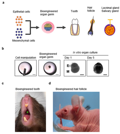 Jfb 06 00634 g002 550