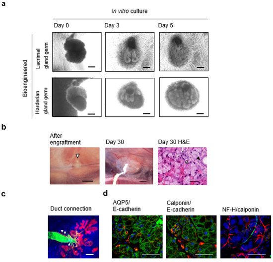 Jfb 06 00634 g003 550