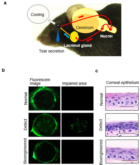 Jfb 06 00634 g004 550