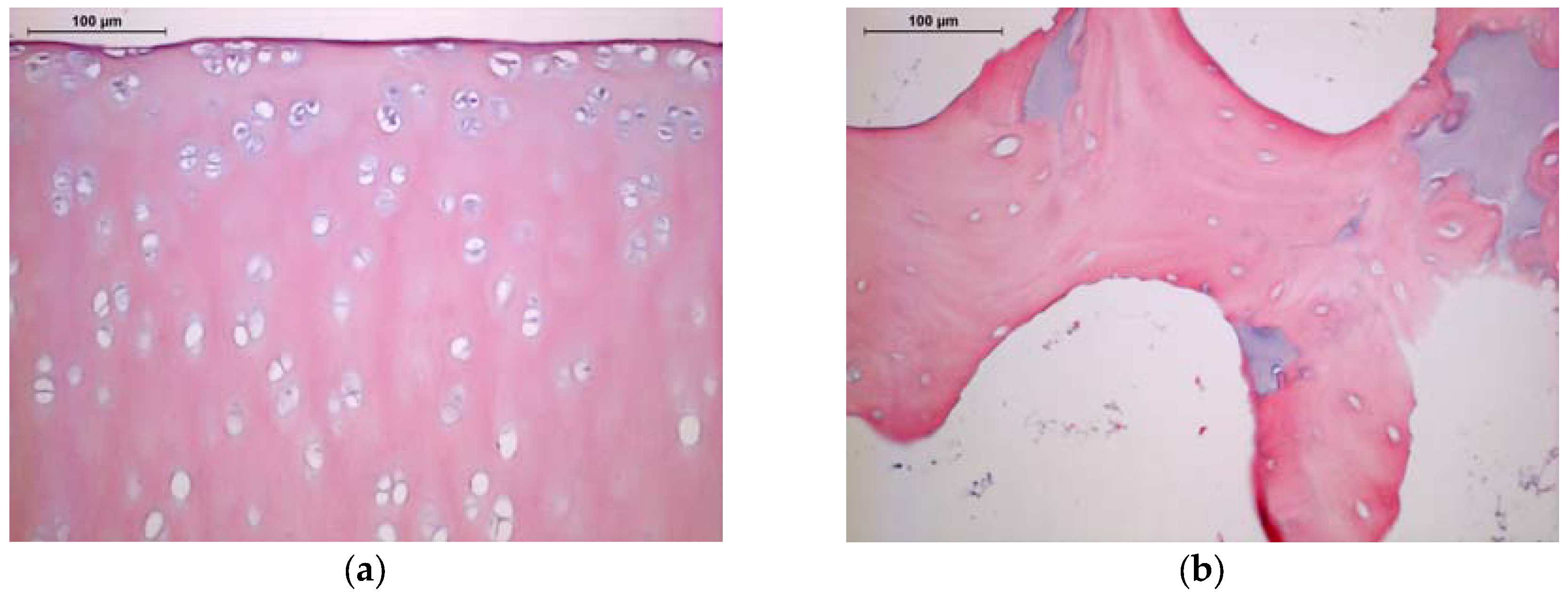 Jfb 08 00043 g001 Jfb 08 00043 g001