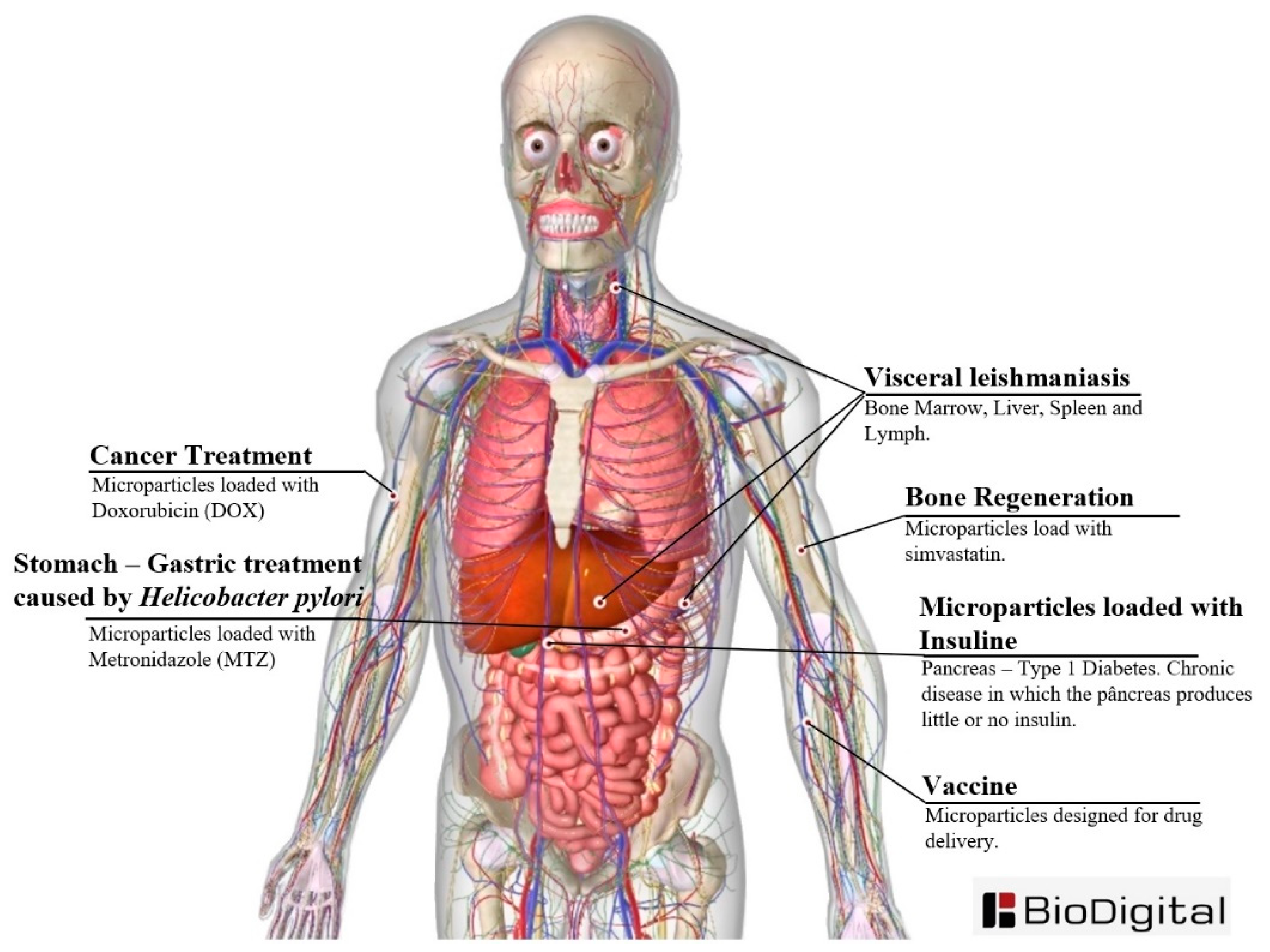 Jfb 11 00004 g006 Jfb 11 00004 g006